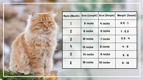 maine coon growth chart